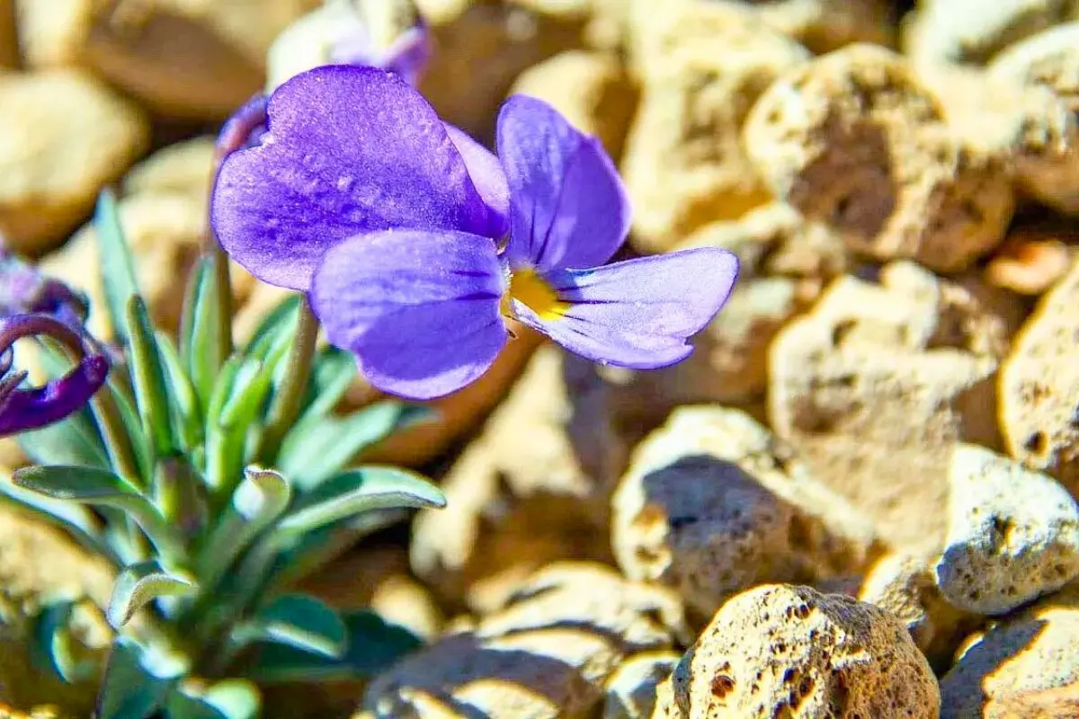 Discover the Unique Beauty of Teide Violet