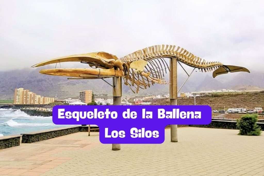 Esqueleto de la Ballena de Los Silos