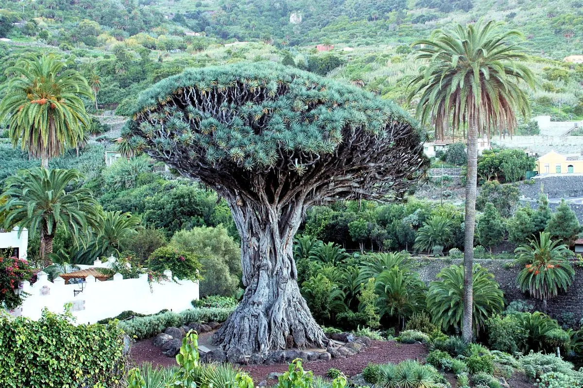 How old is the drago tree in Icod | TENERIFE ISLAND