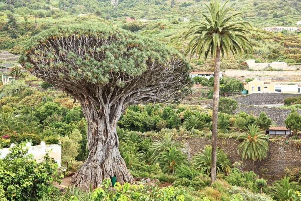 The Millennial Dragon Tree - Icod de Los Vinos | Tenerife ✈️