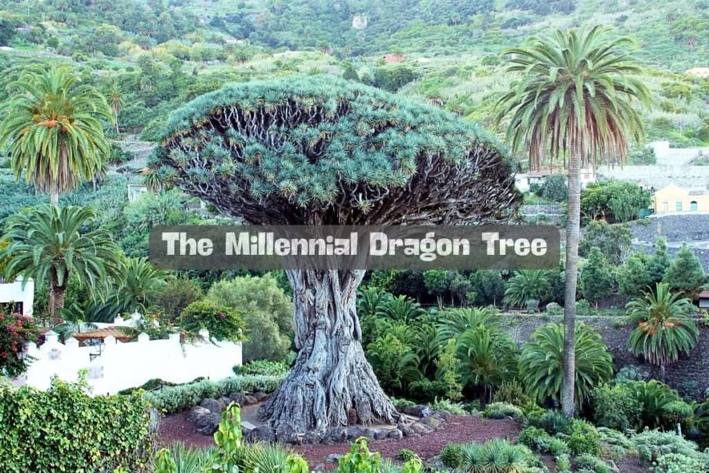 The Millennial Dragon Tree - Icod de Los Vinos | Tenerife ✈️